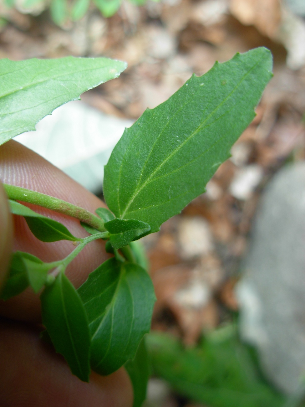Epilobium collinum C.C.Gmel. / Garofanino di collina